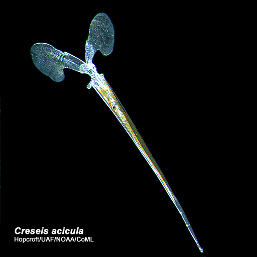 Creseis acicula